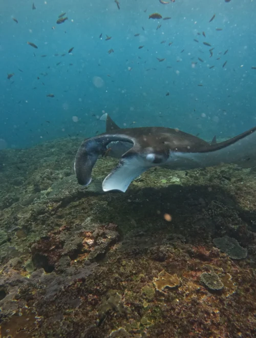 A Day Nusa Penida with Manta Snorkeling