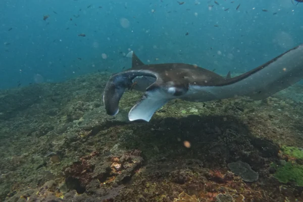 A Day Nusa Penida with Manta Snorkeling