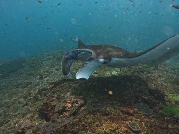 A Day Nusa Penida with Manta Snorkeling