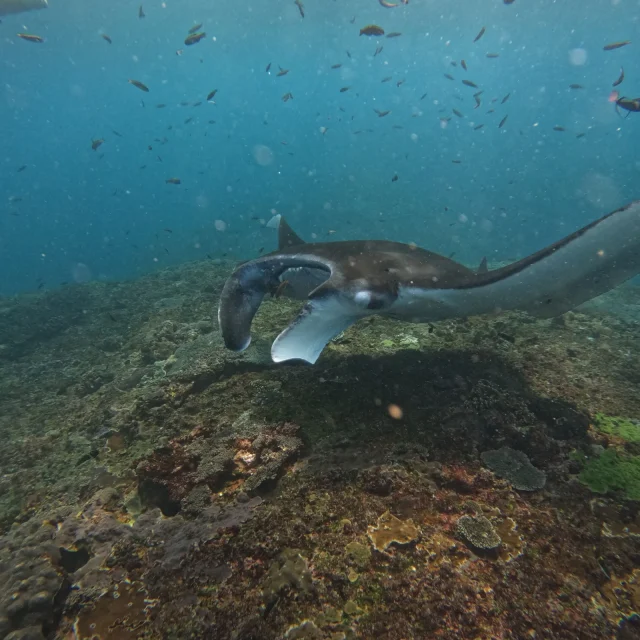 A Day Nusa Penida with Manta Snorkeling